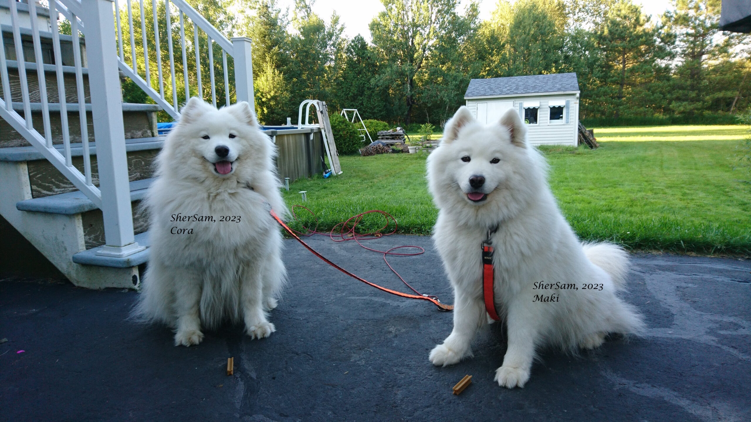Nos chiens