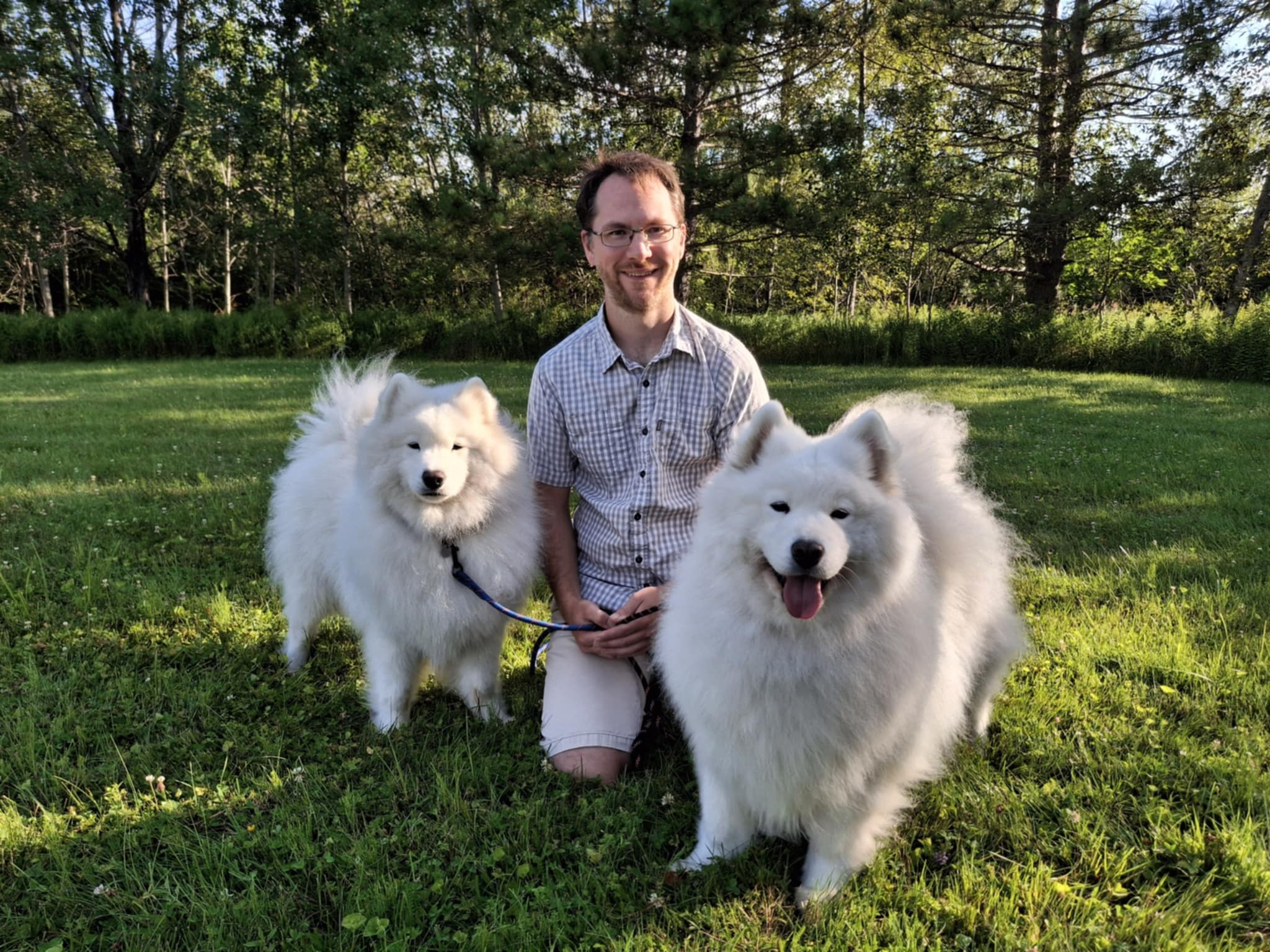 Samoyèdes en famille